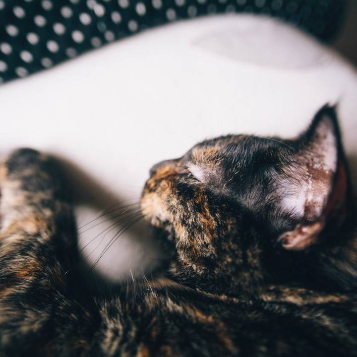 Fc799c78 e06f 47a3 a2d7 667976634d1f