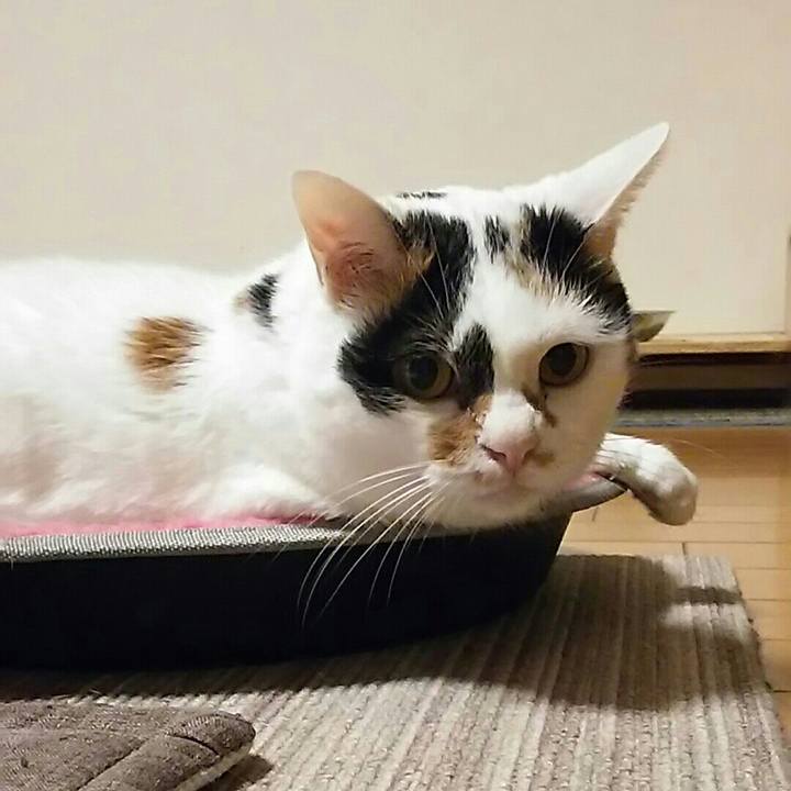 Fc7dd54b 961b 44ec be3b 8cd0b24455bb