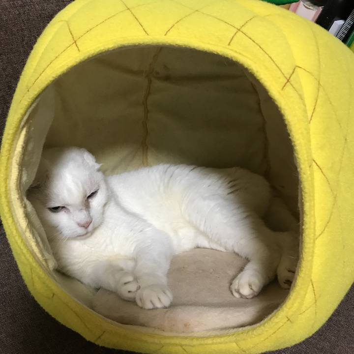 Fc7f8b12 7f09 478b a561 b6db222cd9cd