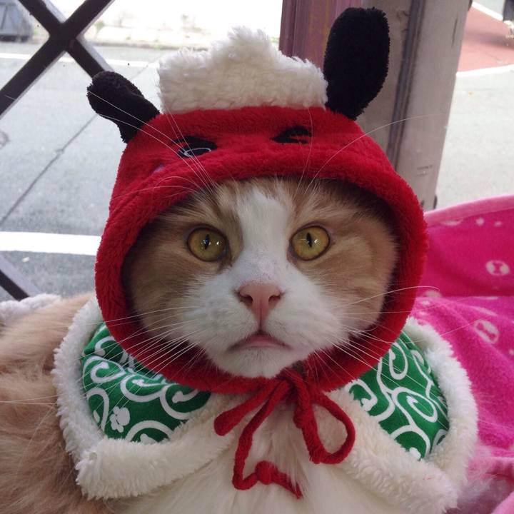 Fc88e58a 0f0d 4d52 91e5 27d7e17ab6da