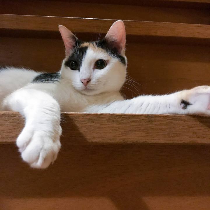 Fc89589b b779 40dd a57c 4951a0da5ce1