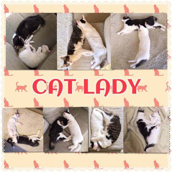 Fc8a6682 47e8 4f90 8dbf 7dbb389cf173