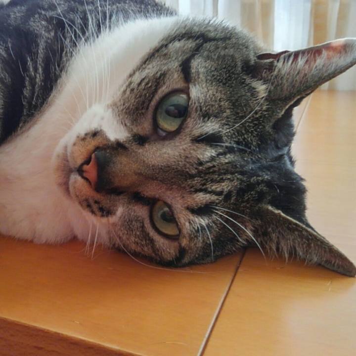 Fc93f823 4c76 493e 8409 5183c9272613