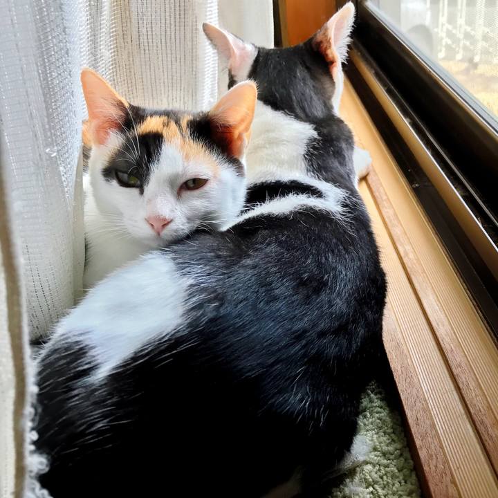 Fc99b492 1679 4795 9108 9378f87c12e9