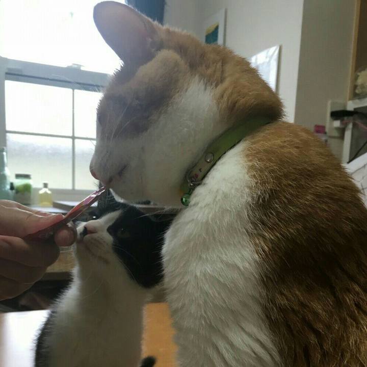 Fc99fad8 3d9c 42e2 9cb3 46b473bd51f4