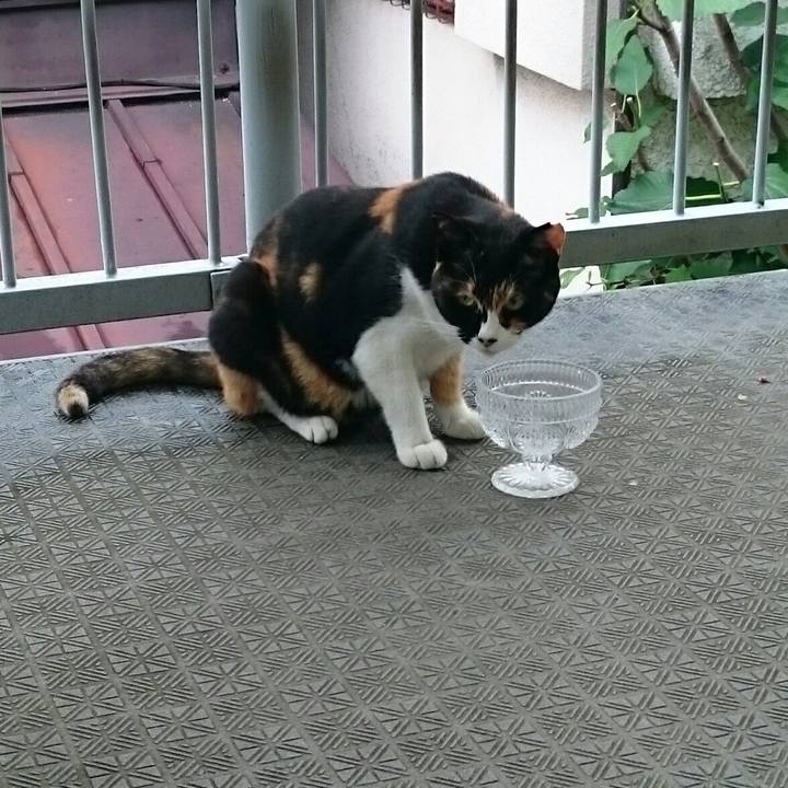 Fca067f8 dddf 49bd a51b ab34a1e3bddc