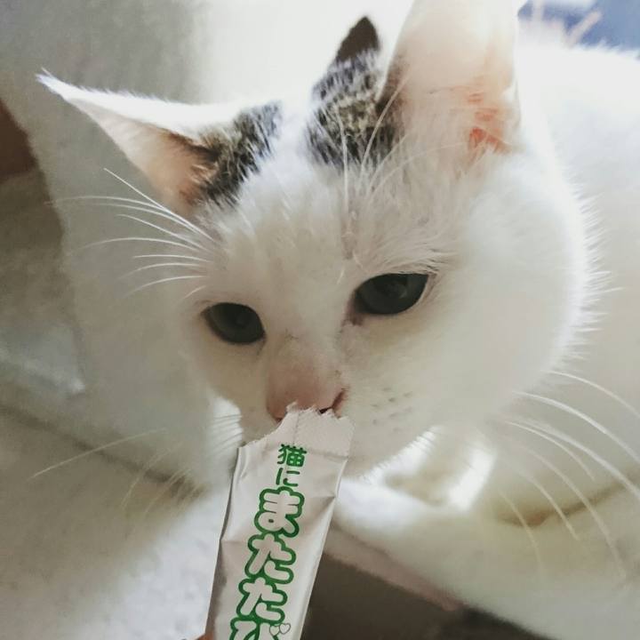 Fca6fc08 9423 4762 ab6d ea1e5abad1d5