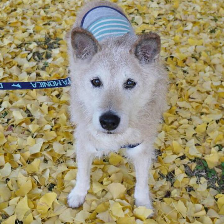 Fcacc3ae 4fc3 483a bf7c 4132f541dde4