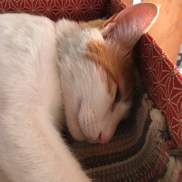 Fcad45a0 bc59 4c52 b6e7 0fcb5afd4e58