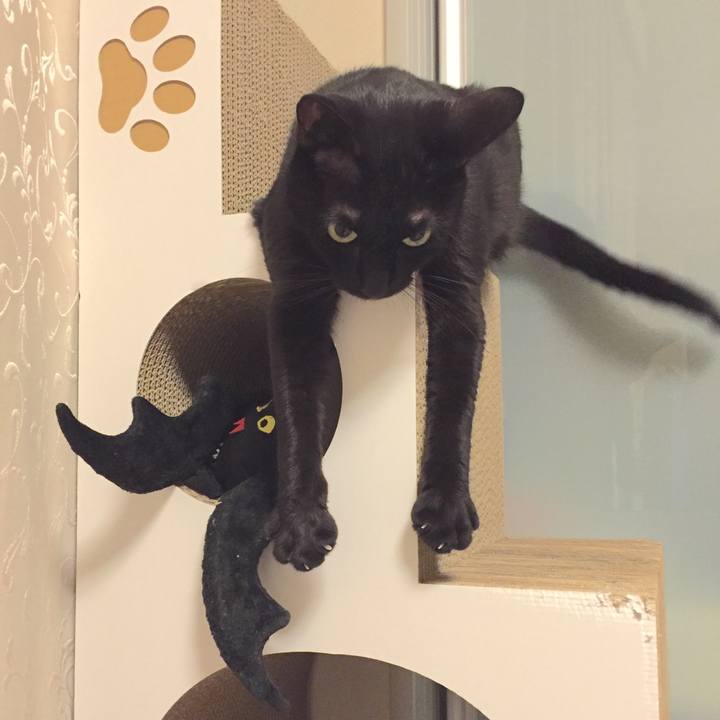 Fcb2edd2 9230 4a9d bd72 10c05e91fc2f