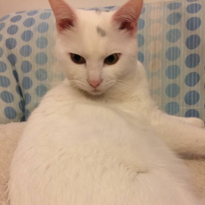 Fcbc8799 1aa8 4110 97e3 7295379f8528