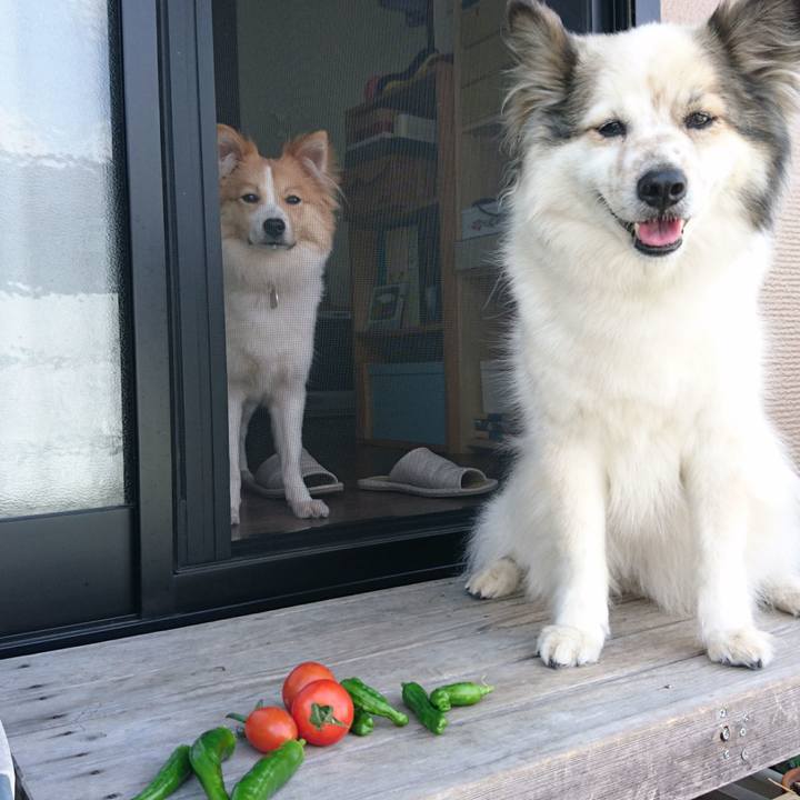 Fcbf6798 6f0e 4dc2 b427 d45a702f738f