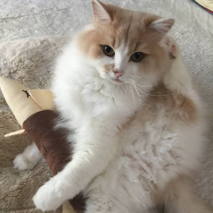 Fcc69edd fb18 47f4 8a84 6343aad4aabd