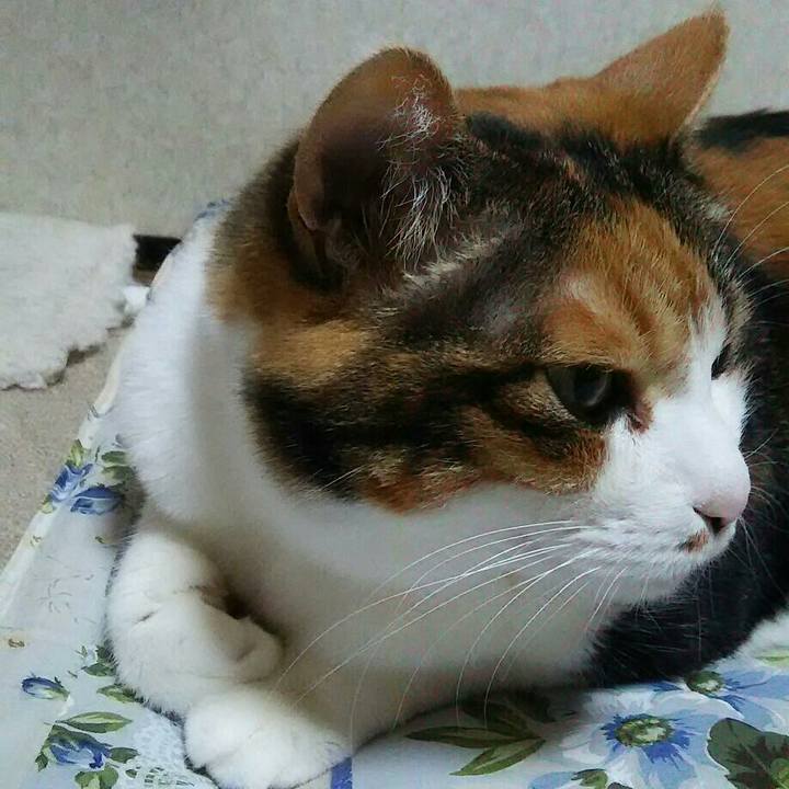 Fcc71502 5295 4abb a6e0 d454d4e531c8