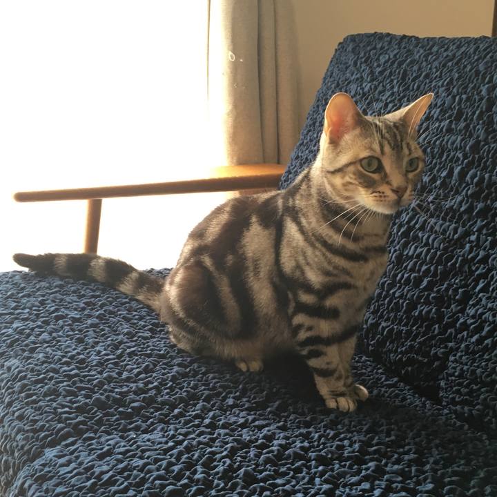 Fcc9cf2a d86e 45cb 8bb7 f7449c0e0019