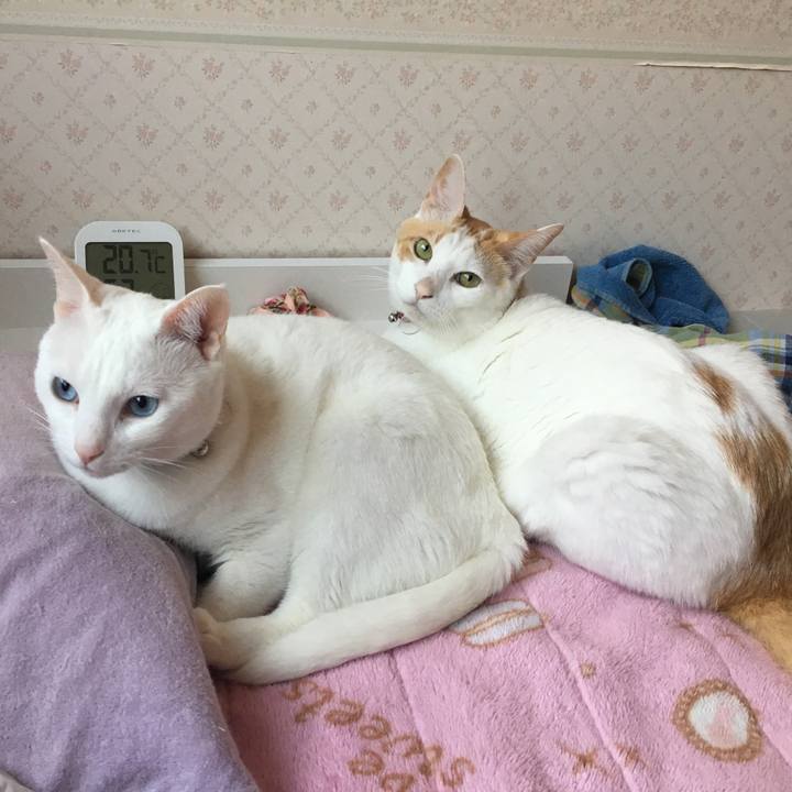 Fcc9f88c 848a 4a92 b01c 77fc68909751