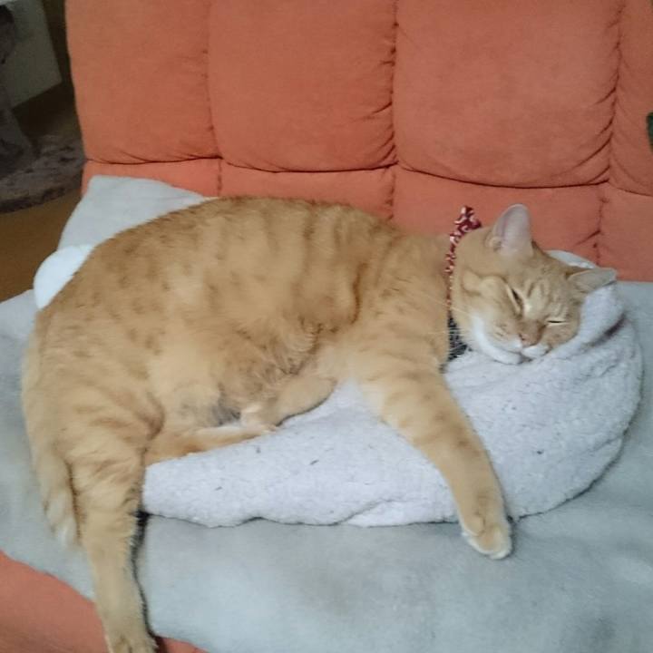 Fccdd1f8 09e9 482c be0f d5aad9d2bdc8