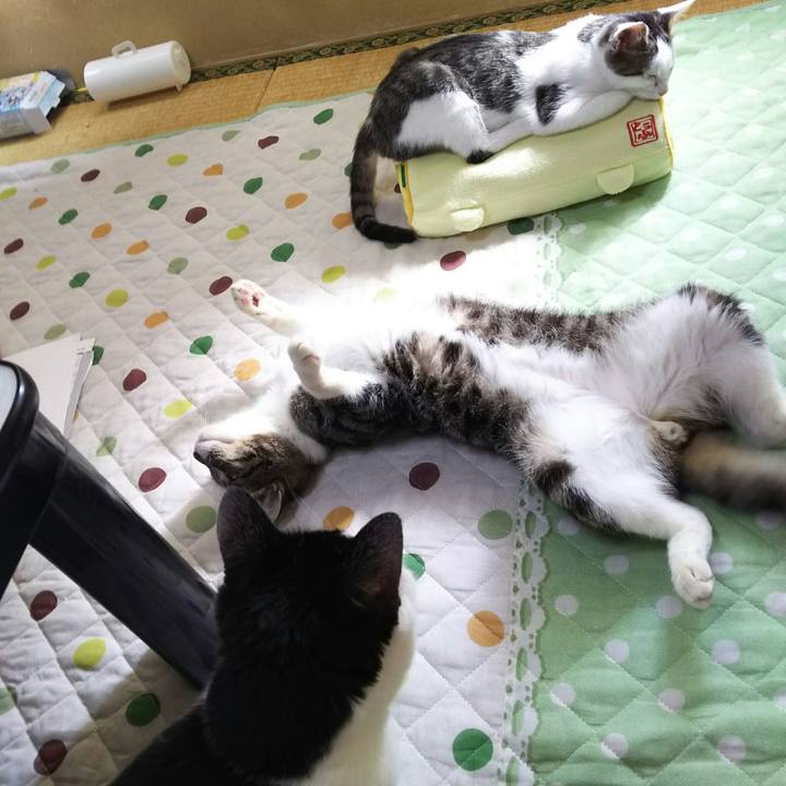 Fcd00c3a 8d87 49be bae7 db8db489a115