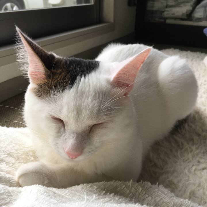 Fcdb645a 11ce 4ced 9cdf 592b459dbd70