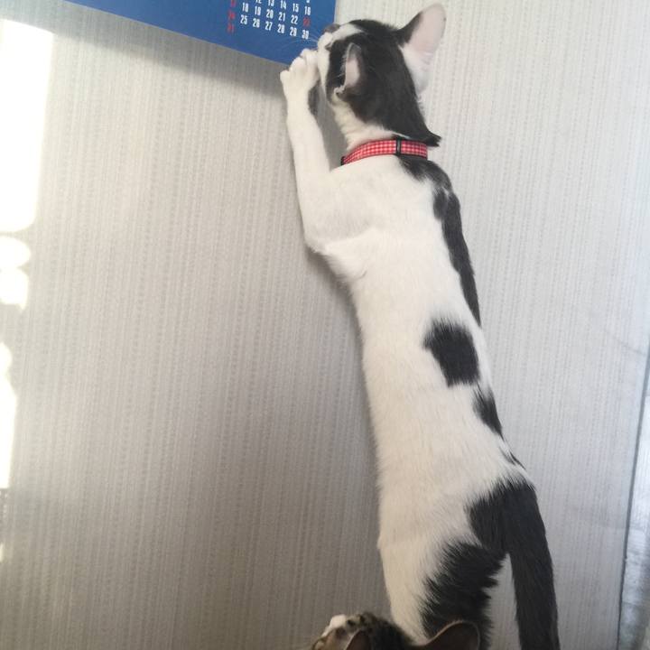 Fce4cc8c 5cb0 4a1b bccd 9e0e72605b4f