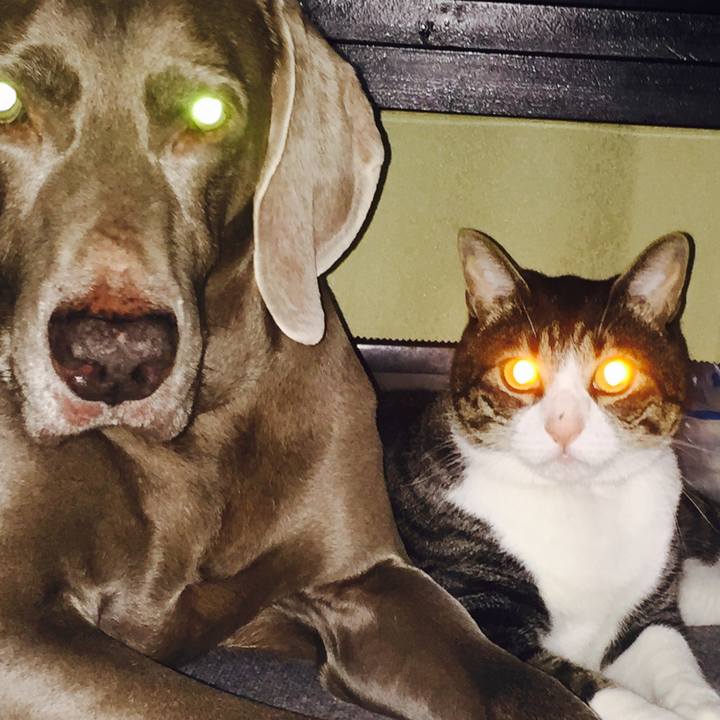 Fcecba97 cabc 4854 9703 b9d18031b230