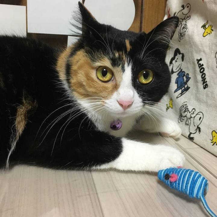 Fcf04390 4e2f 4156 8cf5 46785e39bff2