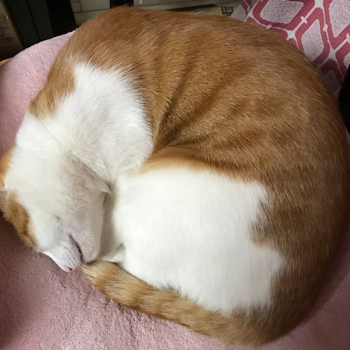 Fcf18679 392e 436a b896 92984b38627c