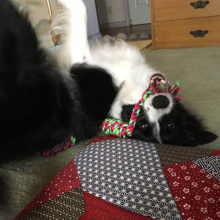 Fd0d810e af12 4a6a a1dc e37cea9075c1