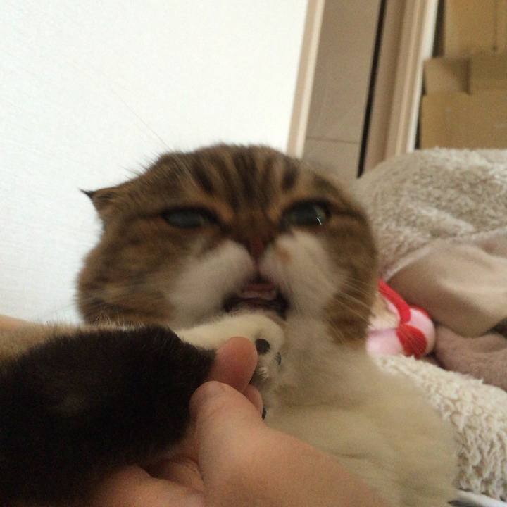 Fd0f4c52 76cf 4cea 86d3 bfb10a6f39c0