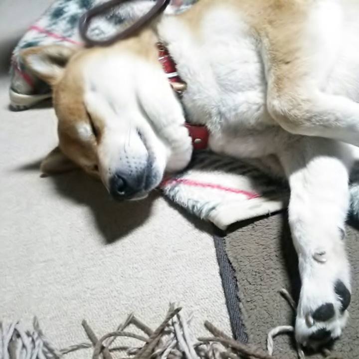 Fd243fff d435 4dc8 98bd 14042472f0f4