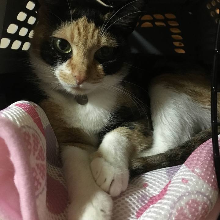 Fd320cce f378 4127 bc70 84a190d327ea