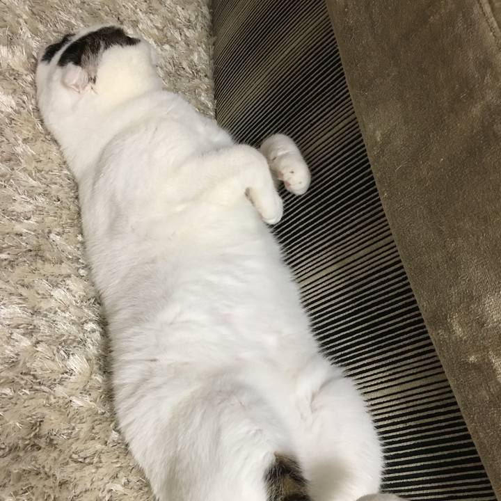 Fd368a0f a873 4db8 8a5f be55e18db206