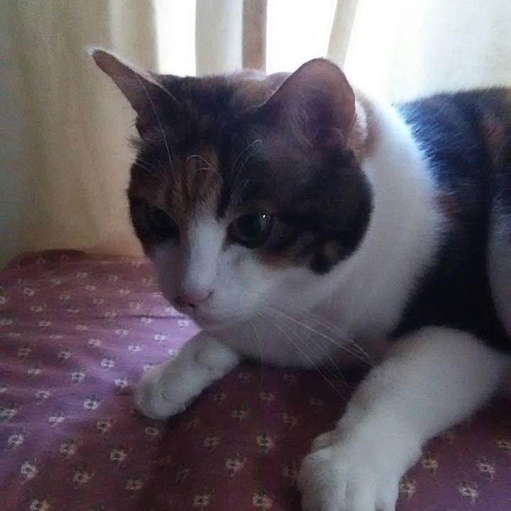 Fd4416c2 68de 49b5 9b71 75dac4a6f331