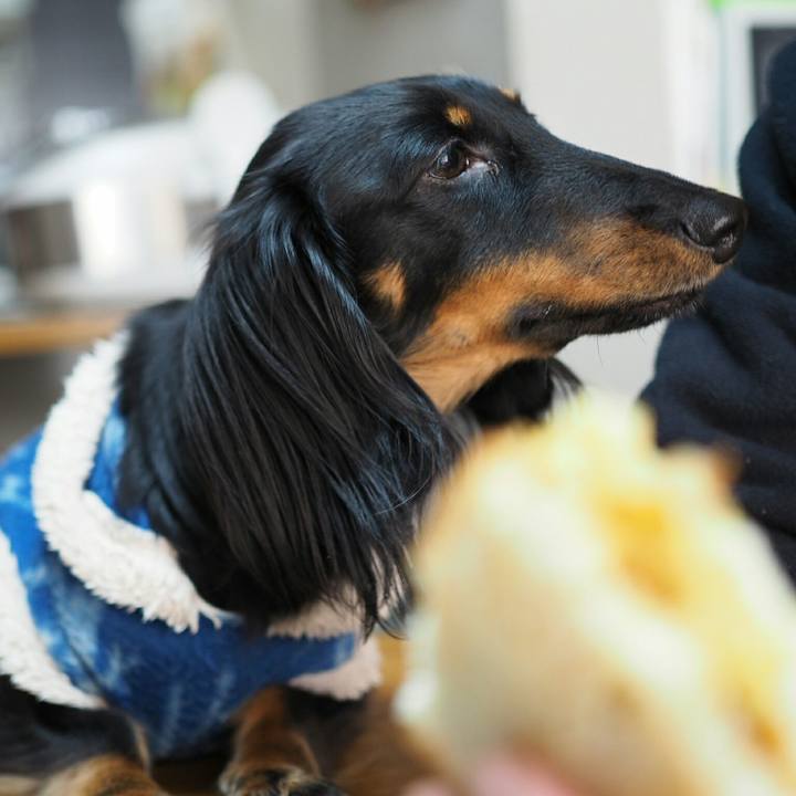 Fd4898c6 d7ca 4da5 aceb ae45f91b2846