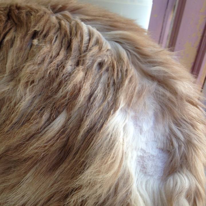 Fd4f5d39 d9c8 461a 83cc cc6a4cf7b811