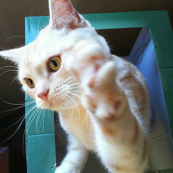 Fd5e28e8 c88c 43a1 964e 2011bbf2fa76