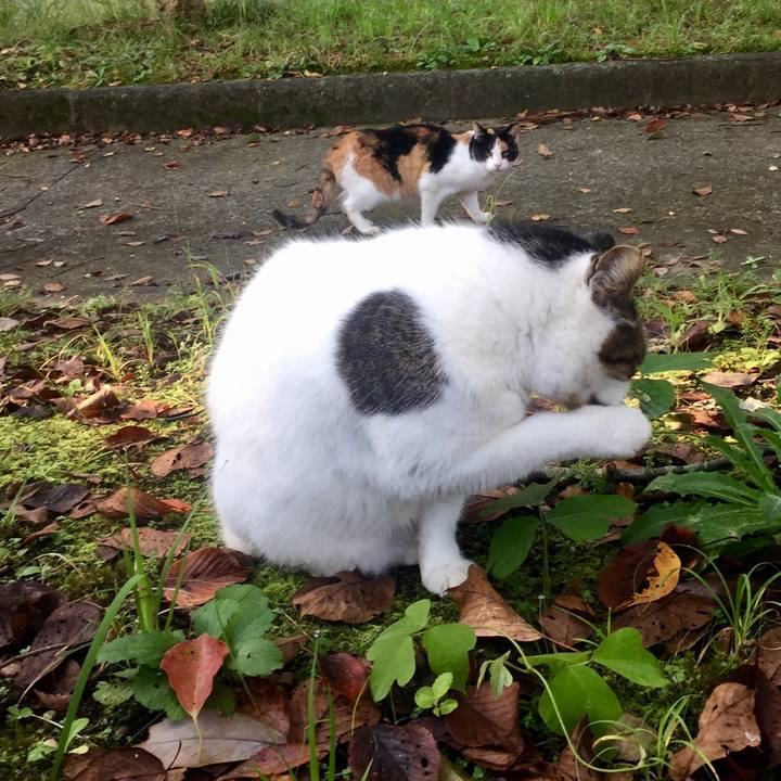 Fd5fabf9 c694 4ffc b8d4 1449f0886c02