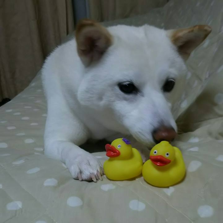 Fd6040c6 217d 4ddd 9247 2c8d6e74fa6f