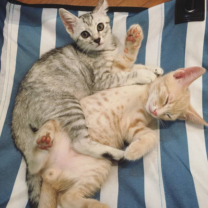 Fd694565 f7c9 47d3 aaac d0ad817b6bae