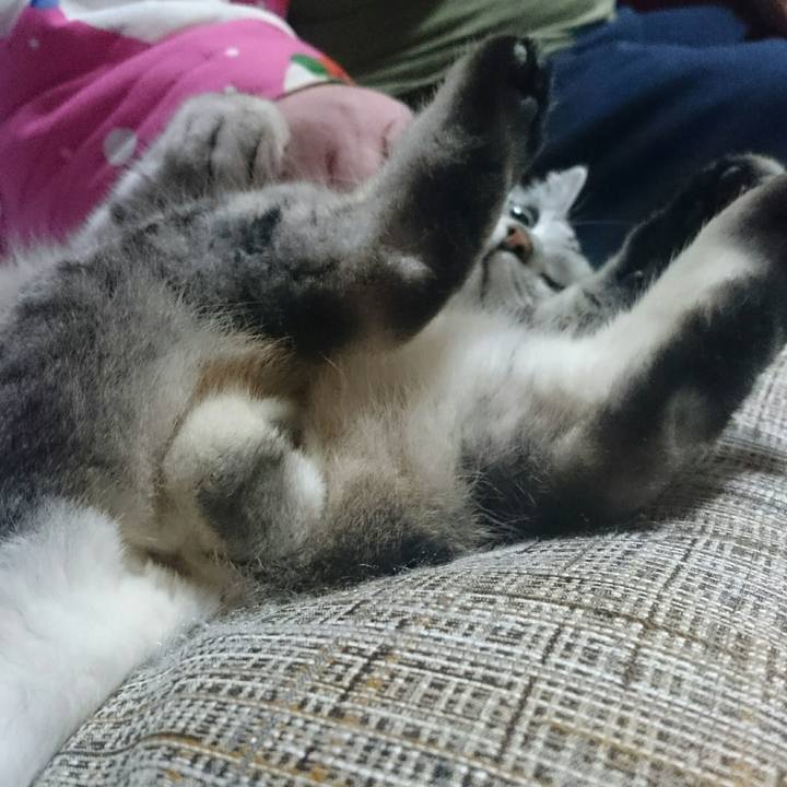 Fd80e4b7 4275 4d89 9cf1 d3d2c63c99cc