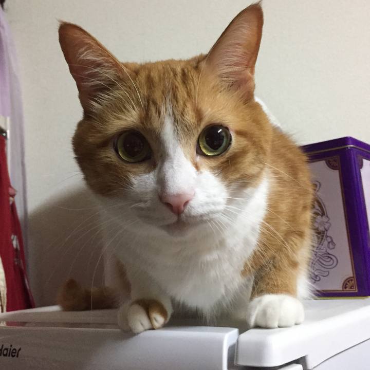 Fda3abfb 1104 4378 8937 a8064f3159ff