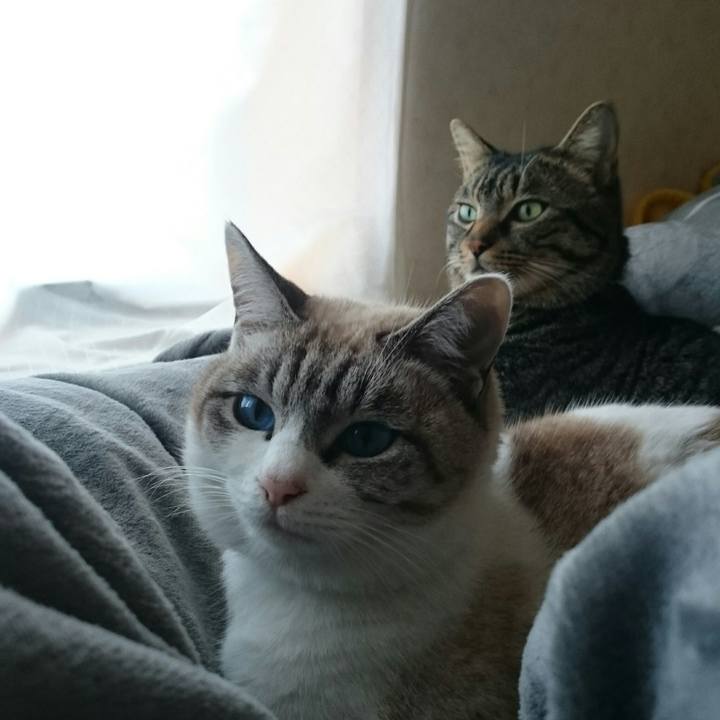 Fdb2b8fc 96c2 4d1c 9436 c0e91e001ea8