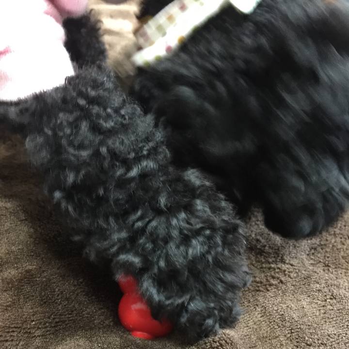 Fdc11c93 d7ab 40cb 94bb 8d72e101ef20