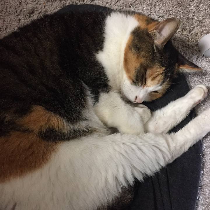 Fdfcbf86 808d 4261 a504 e00ed770710d