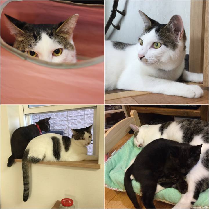 Fe01442d 1d29 4a5d a59a 238ee848e77c