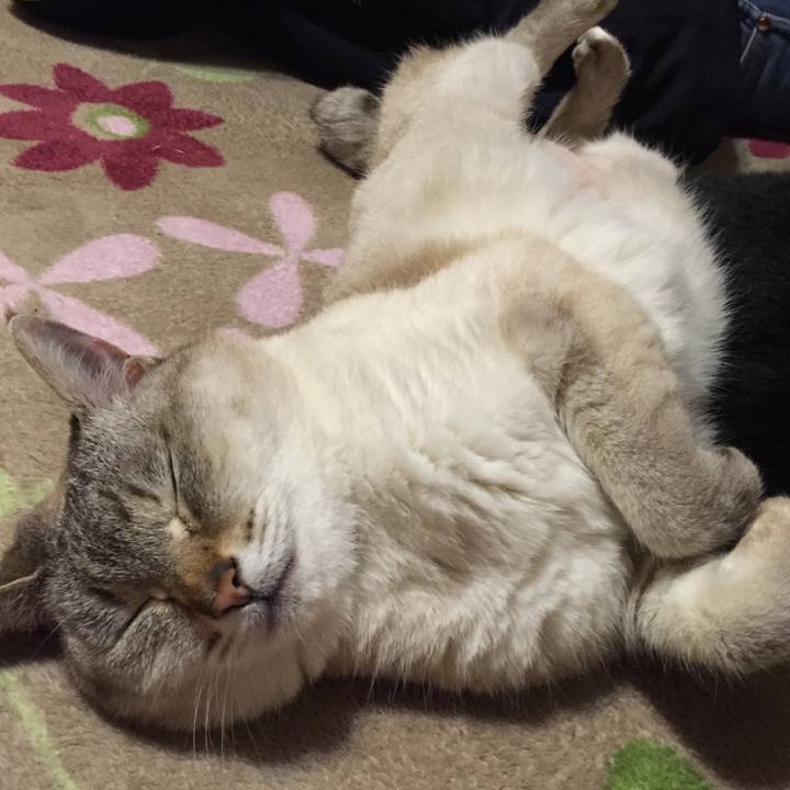 Fe0aa917 b0a2 43dd 8539 c74c07972185