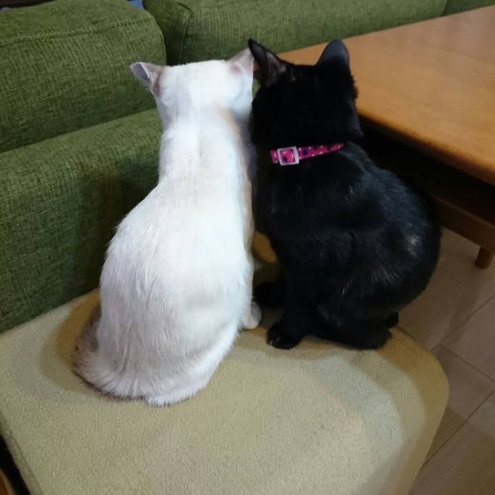 Fe10c5ad 7ba7 4d7d b95d beb7040f36a7