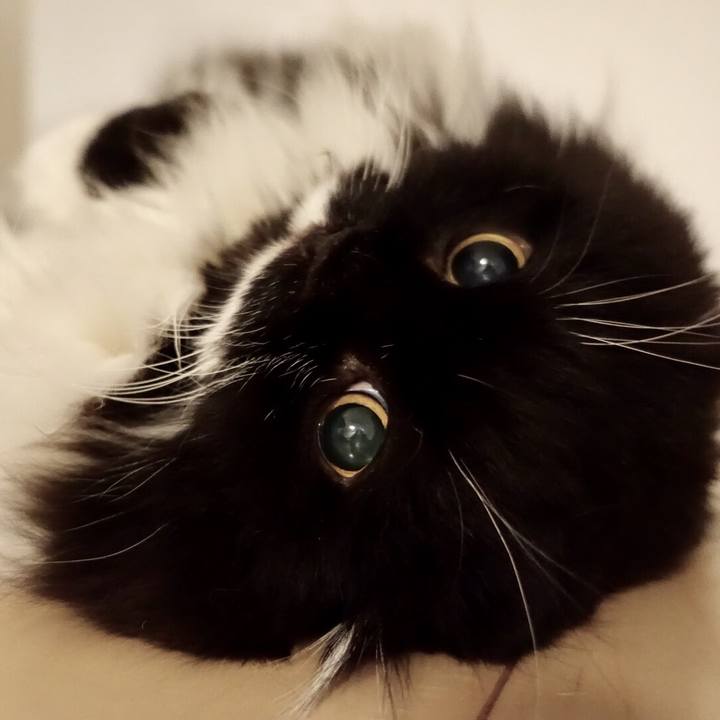 Fe171fb4 ff10 4ce2 9ec9 c0c70c295e56