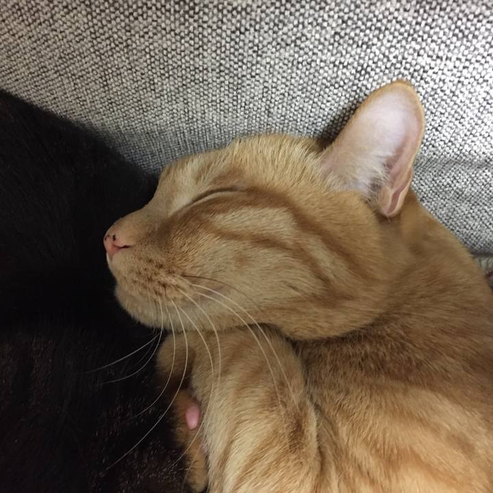 Fe2ab1c4 5c77 4895 9535 0f711845b86e