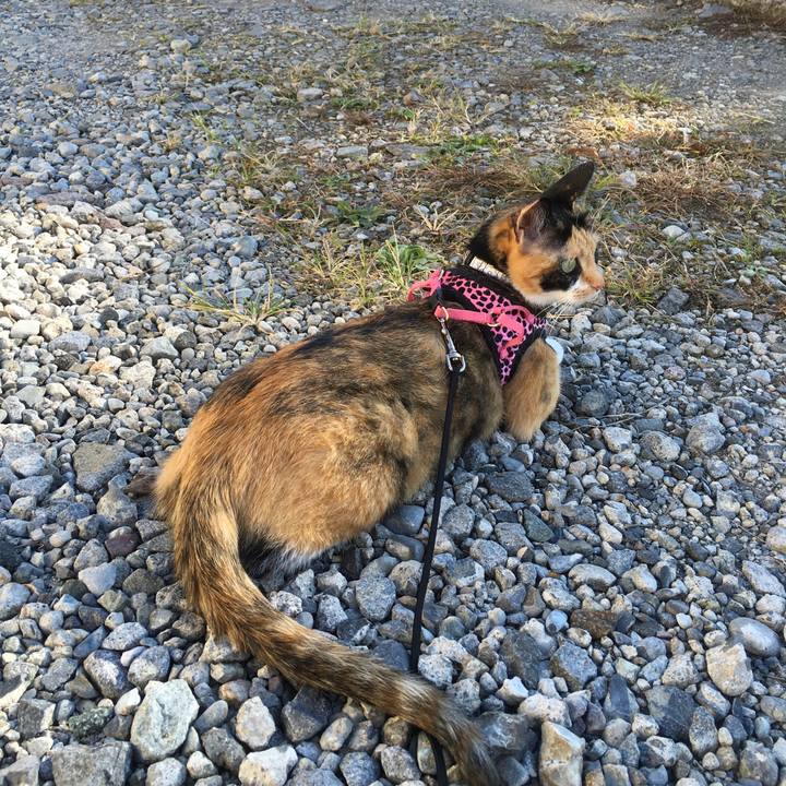 Fe2f5738 a4f9 45c8 a951 dbc88836a520